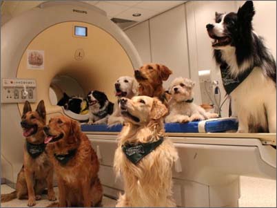 Фото исследований собак МРТ